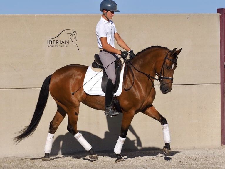 PRE Croisé Jument 6 Ans 160 cm Bai in Navas Del Madroño