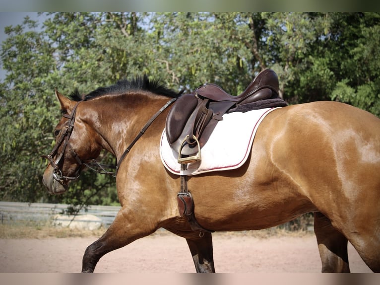 PRE Jument 6 Ans 160 cm Bai in Valencia