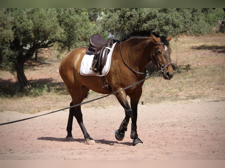 PRE Jument 6 Ans 160 cm Bai in Valencia