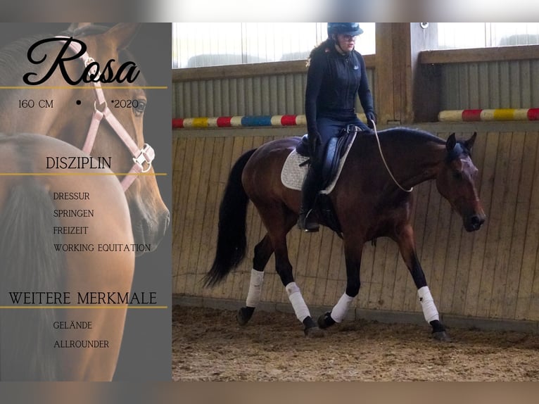 PRE Croisé Jument 6 Ans 160 cm Bai in Nettersheim