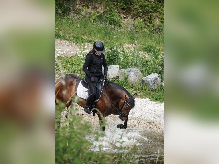 PRE Croisé Jument 6 Ans 160 cm Bai in Nettersheim