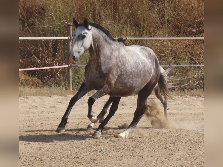 PRE Croisé Jument 6 Ans 160 cm Gris in Torres De La Alameda