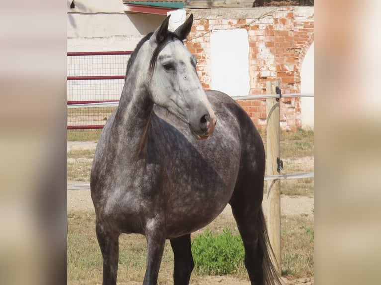 PRE Croisé Jument 6 Ans 160 cm Gris in Torres De La Alameda