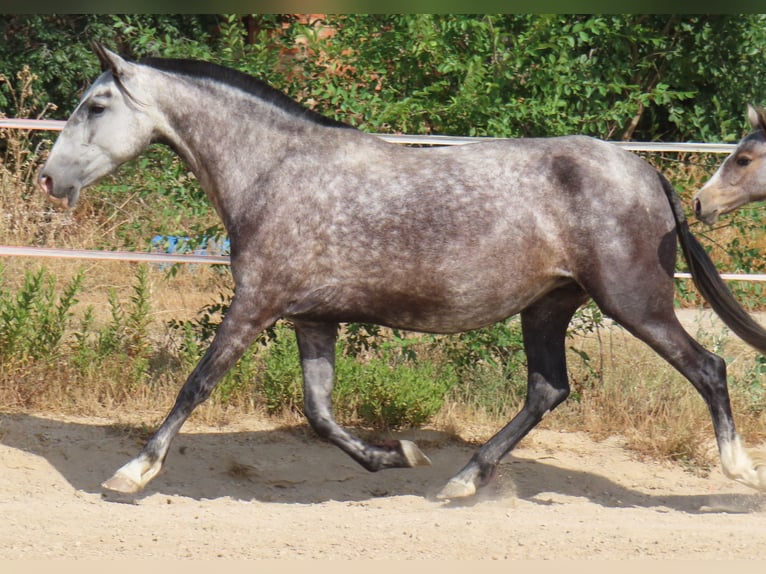 PRE Croisé Jument 6 Ans 160 cm Gris in Torres De La Alameda