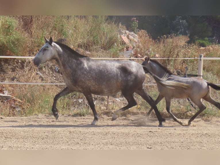 PRE Croisé Jument 6 Ans 160 cm Gris in Torres De La Alameda