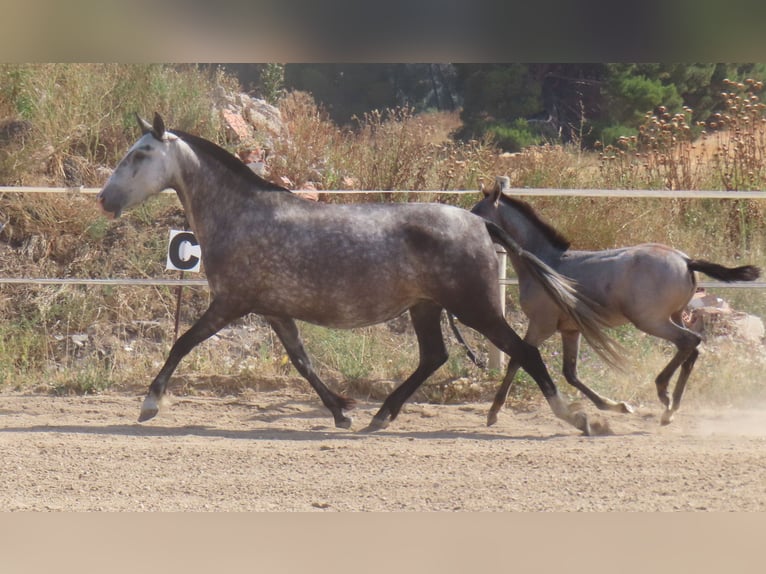 PRE Croisé Jument 6 Ans 160 cm Gris in Torres De La Alameda