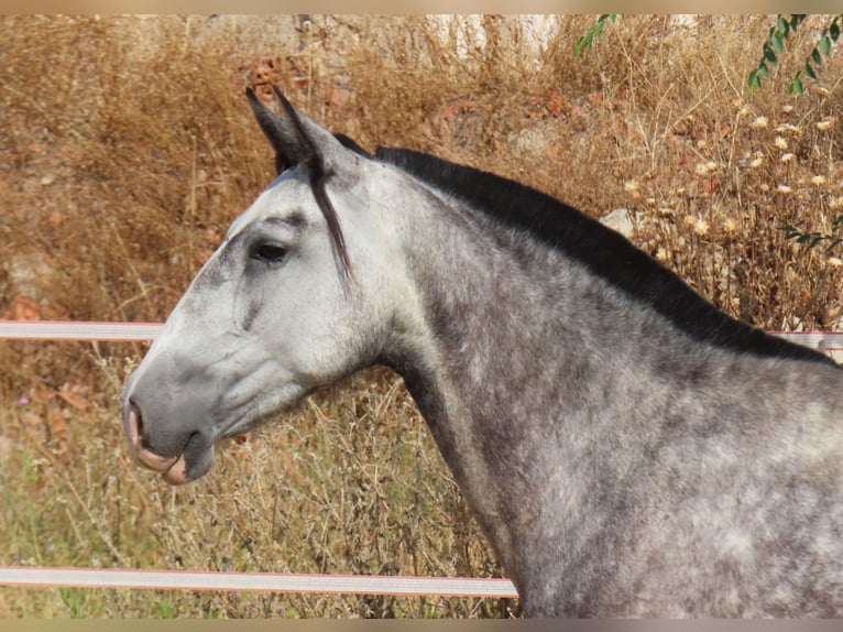 PRE Croisé Jument 6 Ans 160 cm Gris in Torres De La Alameda