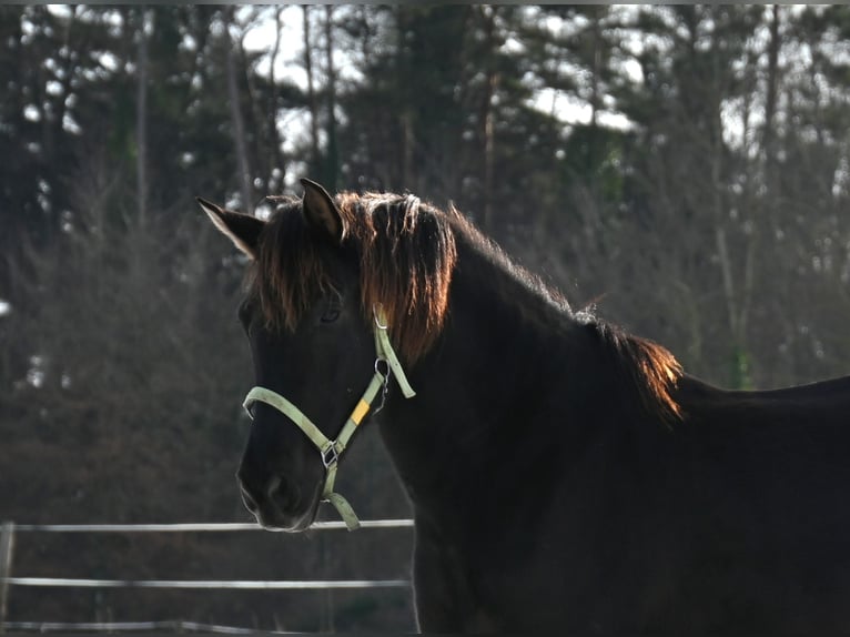 PRE Jument 6 Ans 160 cm Noir in Klettgau