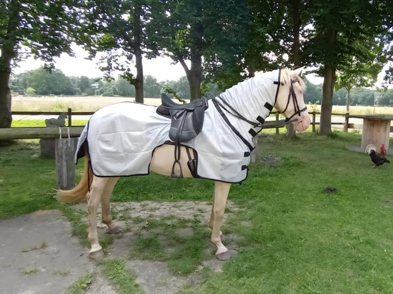PRE Croisé Jument 6 Ans 160 cm Perlino in Balingen