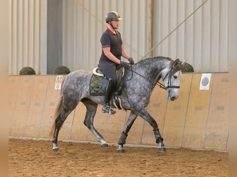 PRE Jument 6 Ans 160 cm Rouan bleu in Neustadt (Wied)