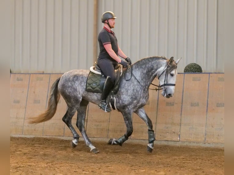 PRE Jument 6 Ans 160 cm Rouan bleu in Neustadt (Wied)