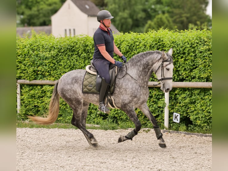 PRE Jument 6 Ans 160 cm Rouan bleu in Neustadt (Wied)