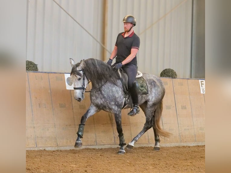 PRE Jument 6 Ans 160 cm Rouan bleu in Neustadt (Wied)