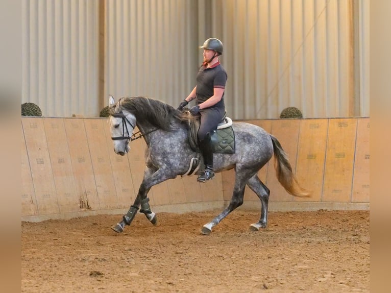 PRE Jument 6 Ans 160 cm Rouan bleu in Neustadt (Wied)