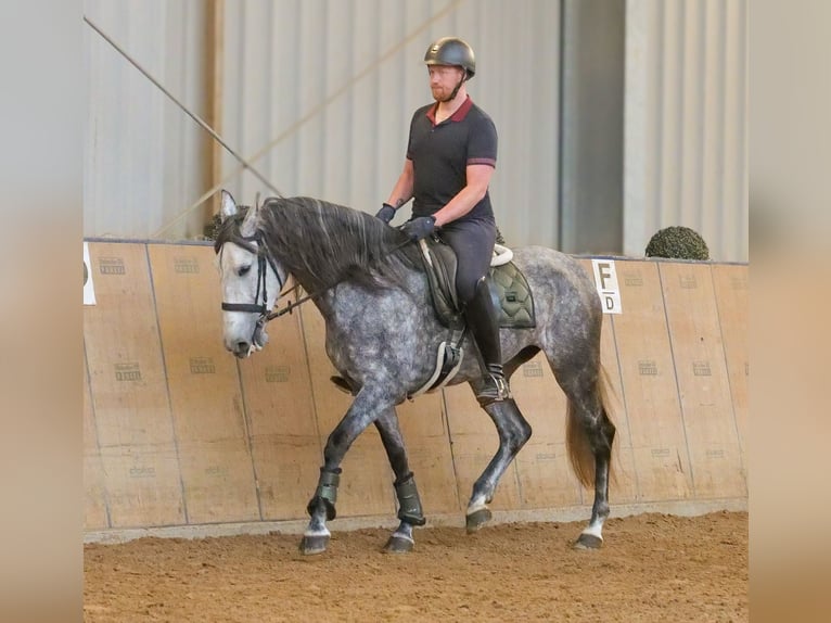 PRE Jument 6 Ans 160 cm Rouan bleu in Neustadt (Wied)