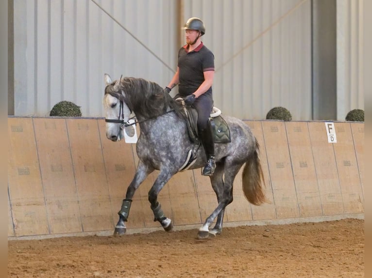 PRE Jument 6 Ans 160 cm Rouan bleu in Neustadt (Wied)