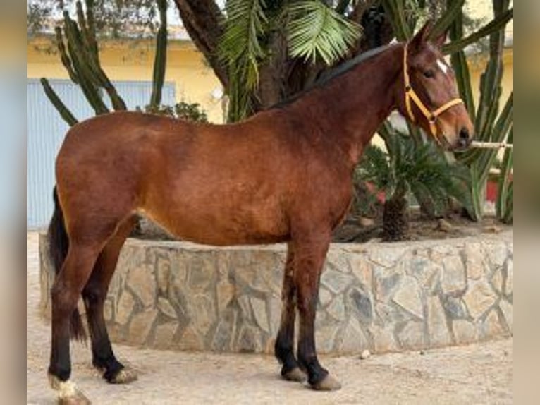 PRE Croisé Jument 6 Ans 162 cm Bai cerise in Alicante