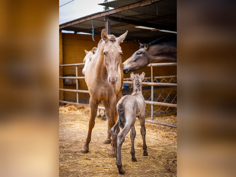 PRE Croisé Jument 6 Ans 162 cm Champagne in Valencia