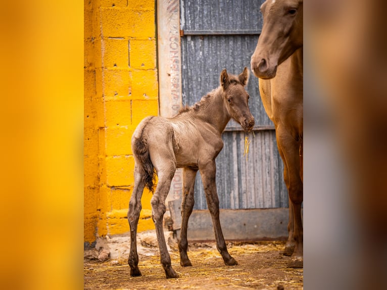 PRE Croisé Jument 6 Ans 162 cm Champagne in Valencia