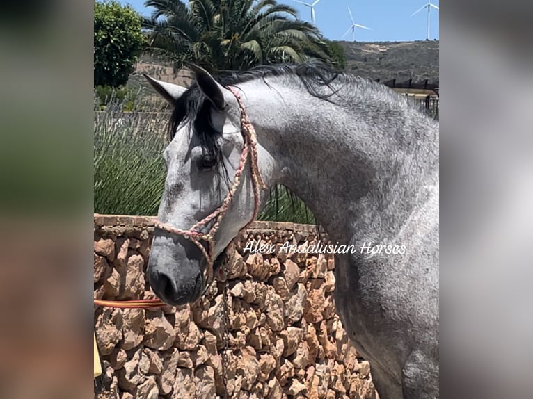 PRE Croisé Jument 6 Ans 162 cm Gris in Sevilla