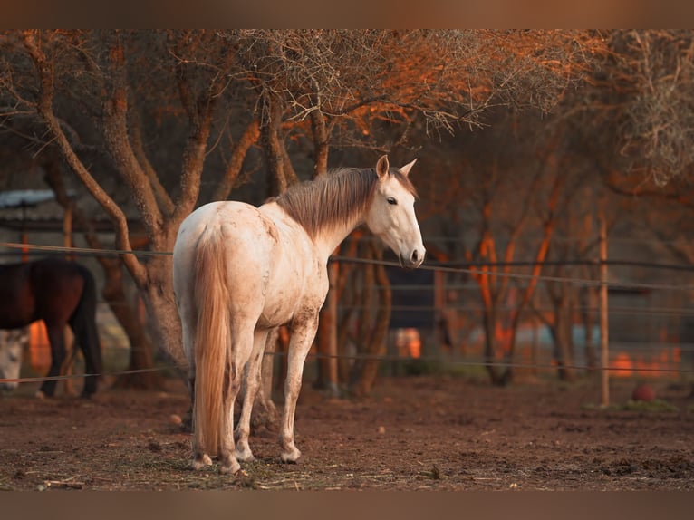 PRE Croisé Jument 6 Ans 162 cm Gris in Felanitx