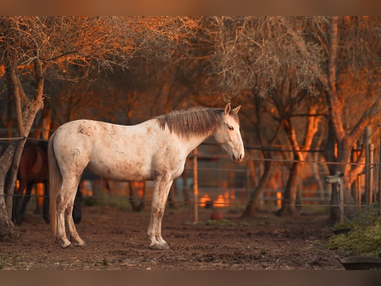 PRE Croisé Jument 6 Ans 162 cm Gris in Felanitx