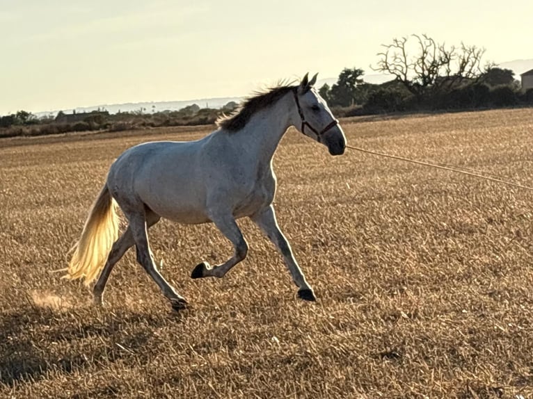 PRE Croisé Jument 6 Ans 162 cm Gris in Felanitx