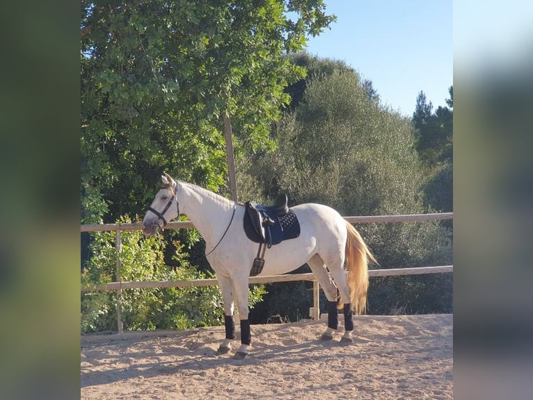 PRE Croisé Jument 6 Ans 162 cm Gris in Felanitx