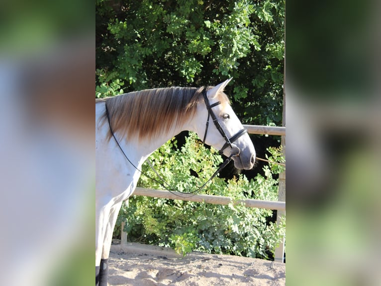 PRE Croisé Jument 6 Ans 162 cm Gris in Felanitx