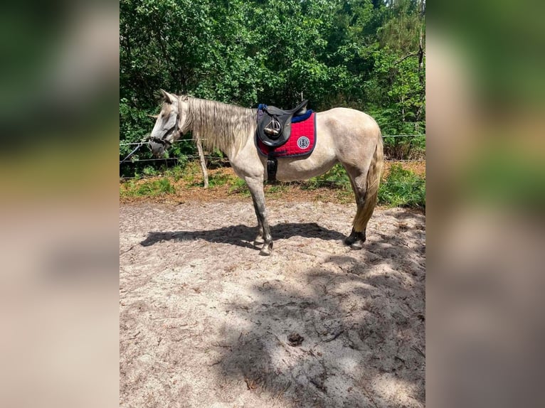 PRE Jument 6 Ans 162 cm Gris in Réaup-Lisse