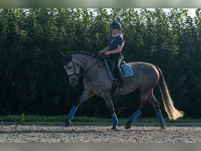 PRE Jument 6 Ans 162 cm Gris pommelé in Bonn