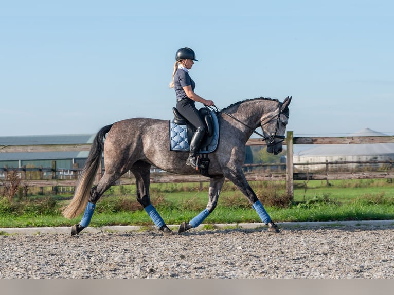 PRE Jument 6 Ans 162 cm Gris pommelé in Bonn