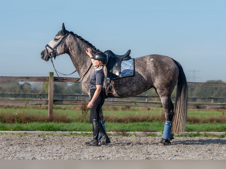 PRE Jument 6 Ans 162 cm Gris pommelé in Bonn