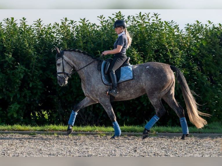 PRE Jument 6 Ans 162 cm Gris pommelé in Bonn