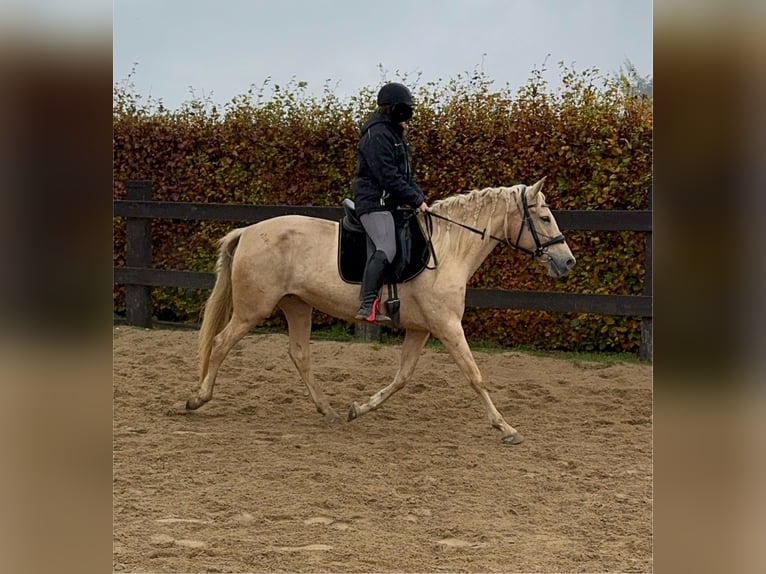 PRE Croisé Jument 6 Ans 162 cm Palomino in Daleiden