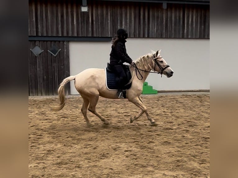 PRE Croisé Jument 6 Ans 162 cm Palomino in Daleiden