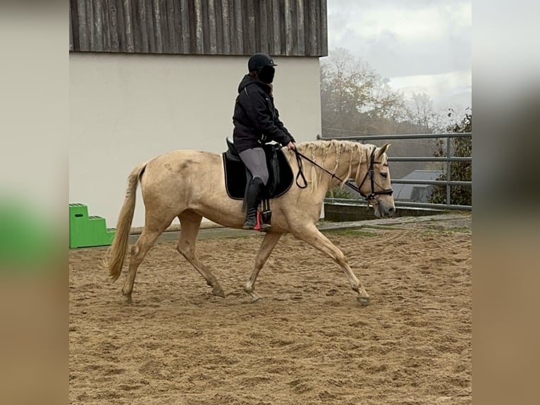 PRE Croisé Jument 6 Ans 162 cm Palomino in Daleiden