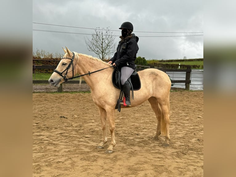 PRE Croisé Jument 6 Ans 162 cm Palomino in Daleiden