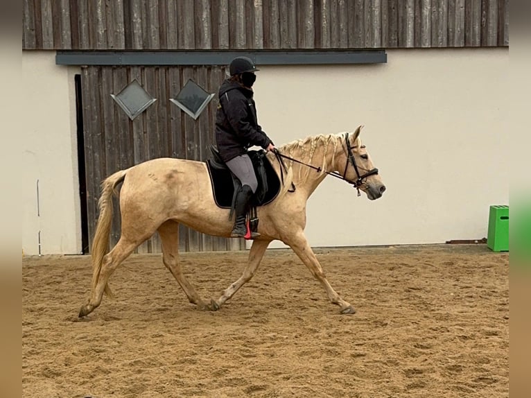 PRE Croisé Jument 6 Ans 162 cm Palomino in Daleiden