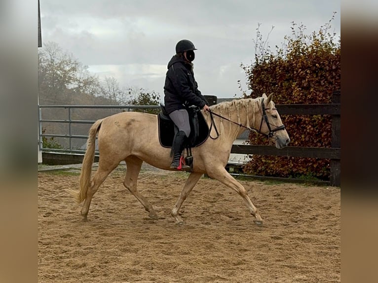 PRE Croisé Jument 6 Ans 162 cm Palomino in Daleiden