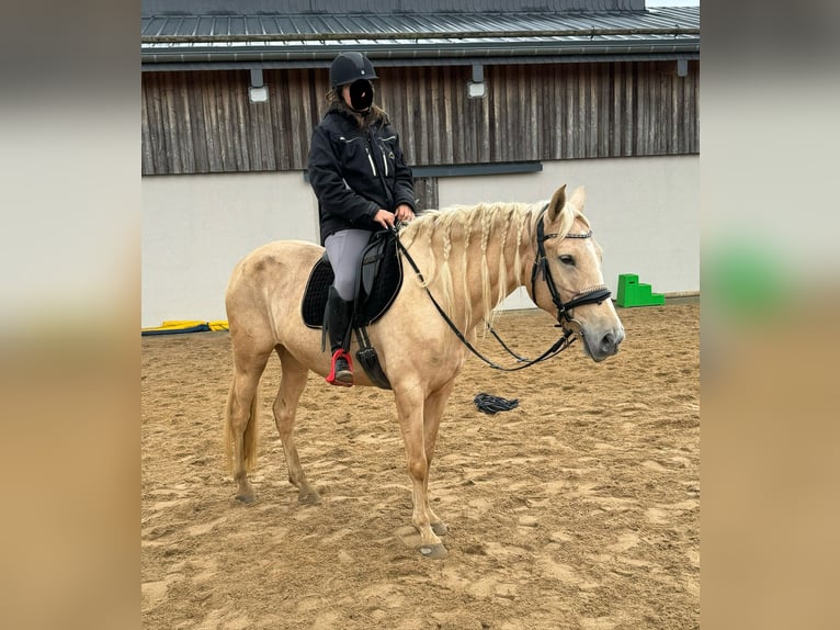 PRE Croisé Jument 6 Ans 162 cm Palomino in Daleiden