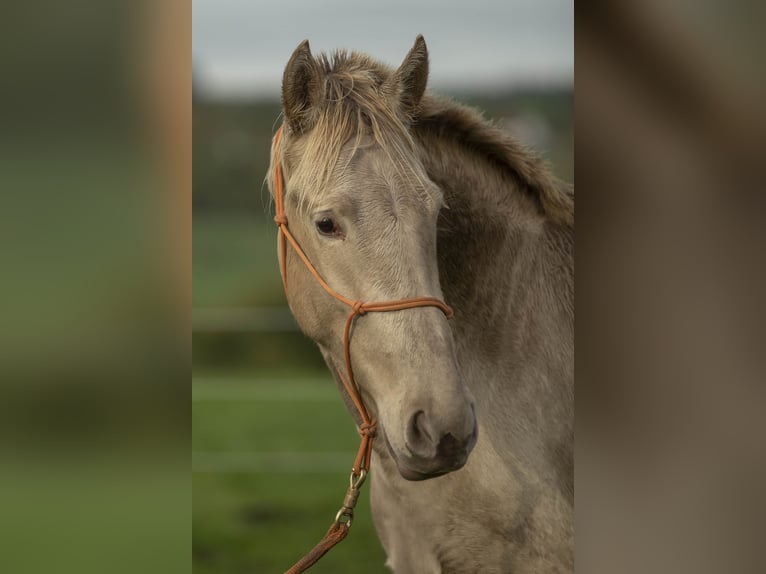 PRE Croisé Jument 6 Ans 162 cm Perle in Loye sur Arnon