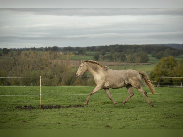 PRE Croisé Jument 6 Ans 162 cm Perle in Loye sur Arnon