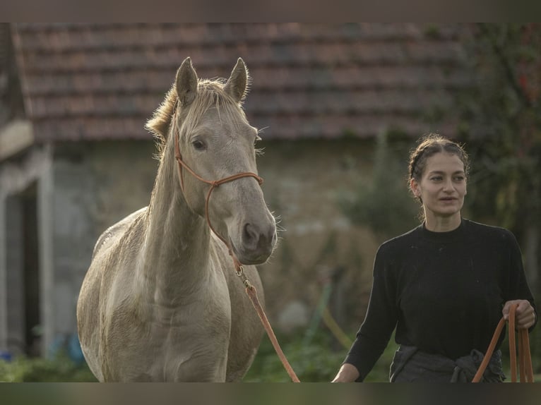 PRE Croisé Jument 6 Ans 162 cm Perle in Loye sur Arnon