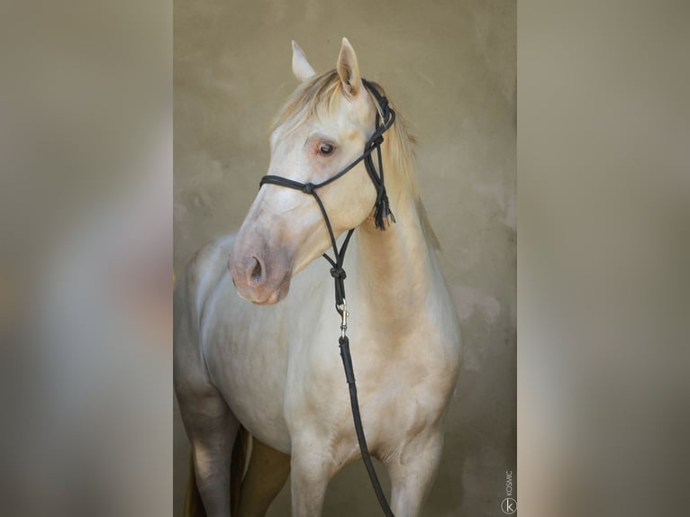 PRE Croisé Jument 6 Ans 162 cm Perle in Loye sur Arnon