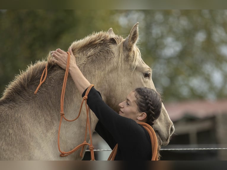 PRE Croisé Jument 6 Ans 162 cm Perle in Loye sur Arnon