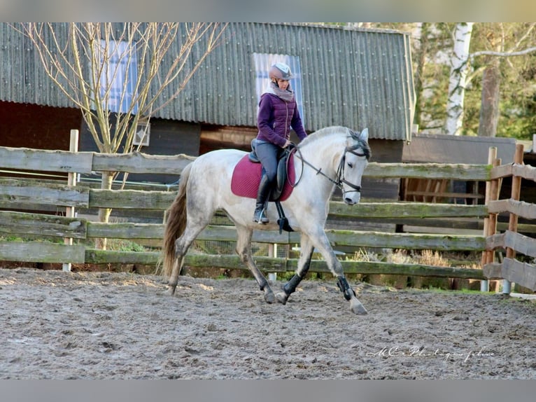 PRE Croisé Jument 6 Ans 163 cm Gris in Brandis