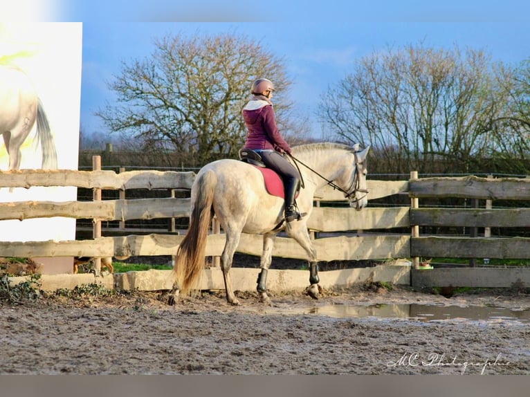 PRE Croisé Jument 6 Ans 163 cm Gris in Brandis