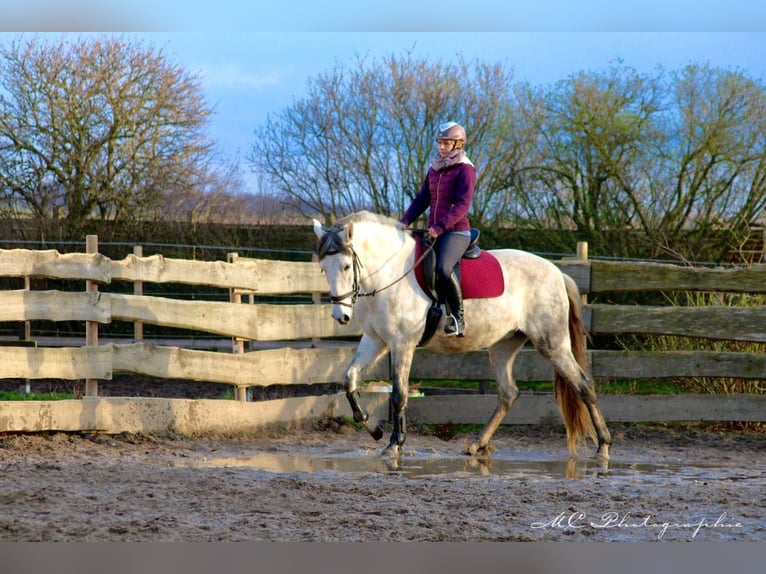 PRE Croisé Jument 6 Ans 163 cm Gris in Brandis