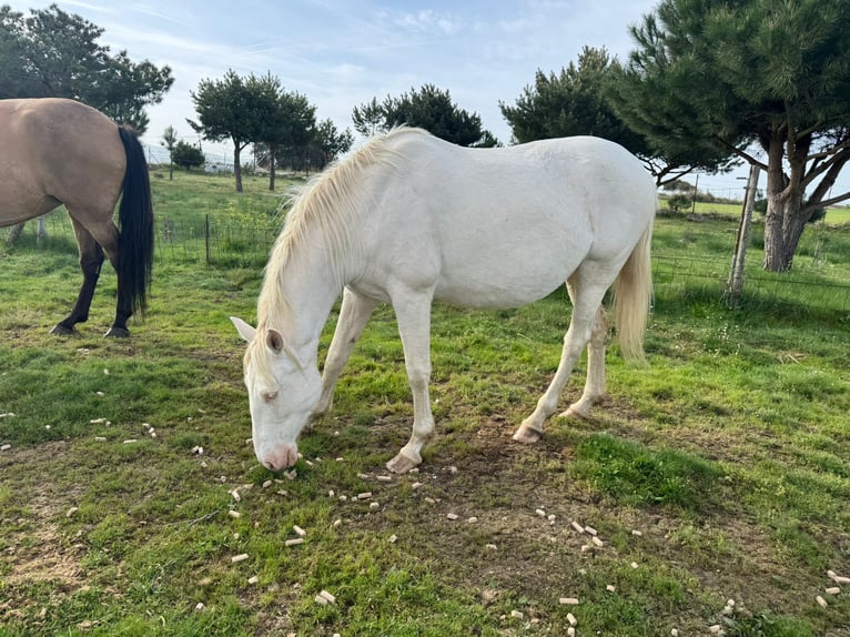 PRE Croisé Jument 6 Ans 163 cm Perlino in Ávila